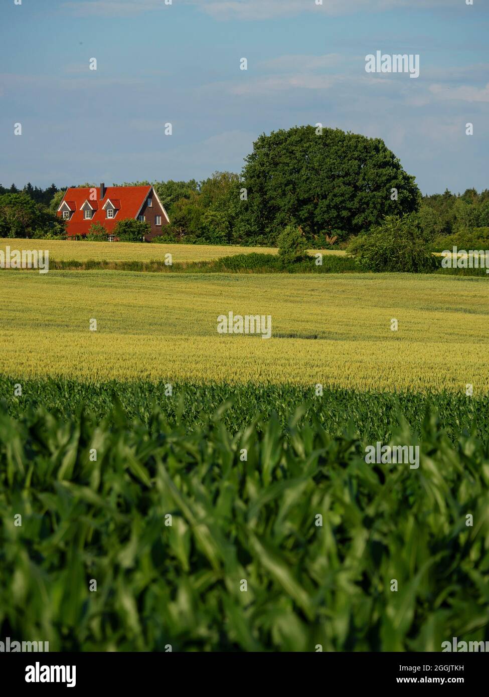 Paesaggio nei pressi di Rulle, Osnabrück, Osnabrücker Land, bassa Sassonia, Germania Foto Stock