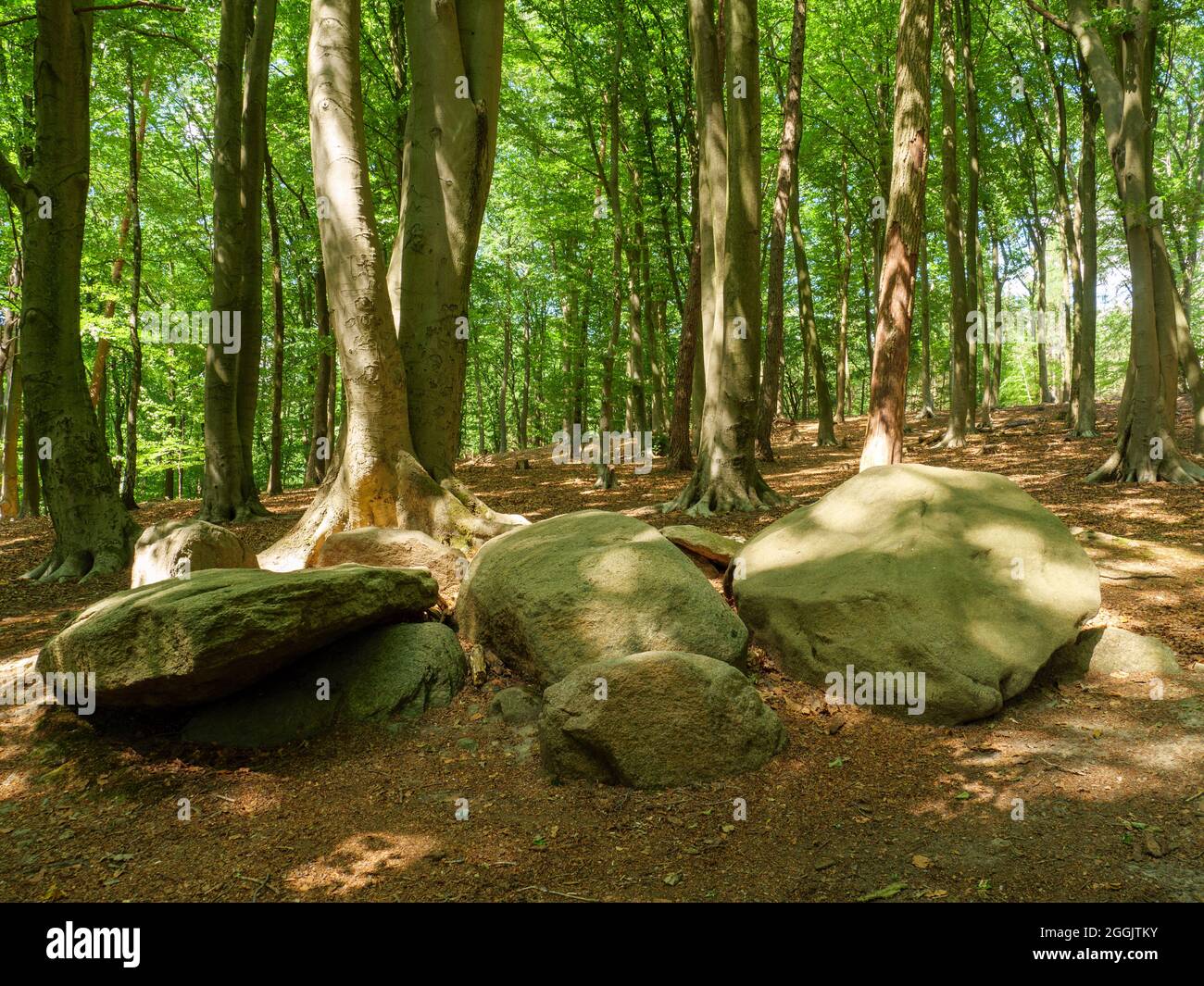 Grande tomba di pietra del diavolo, Vehre, Osnabrück, Osnabrücker Land, bassa Sassonia, Germania Foto Stock