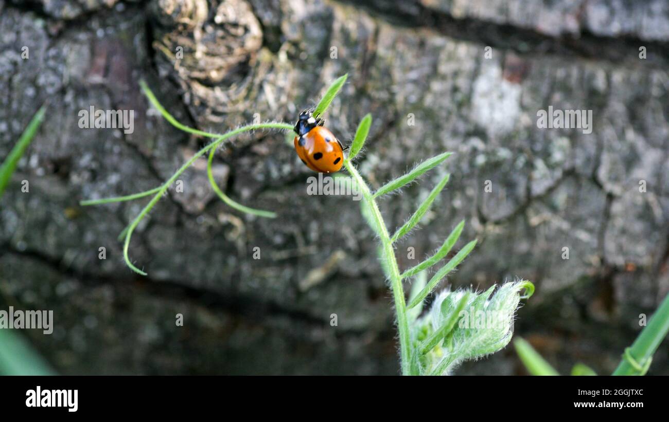 Ladybug seduto su una foglia di fiore caldo giorno di primavera su una foglia di insetto scarabeo. Macro di sette spot coccinella septempunctata . Foto Stock