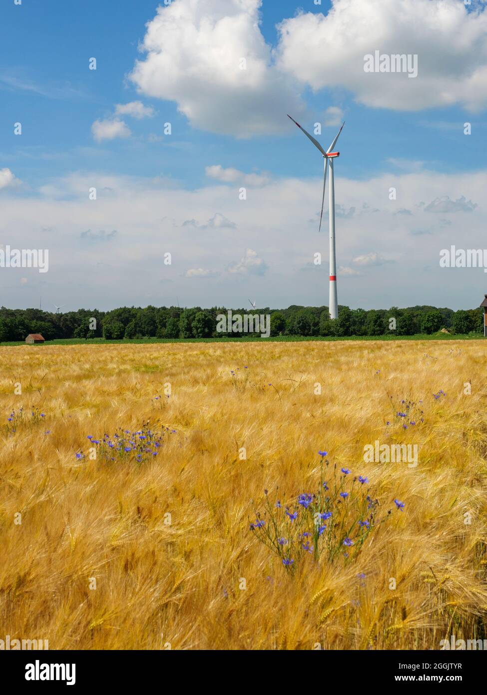 Campo di grano con centrale eolica nei pressi di Glandorf, Osnabrücker Land, bassa Sassonia, Germania Foto Stock