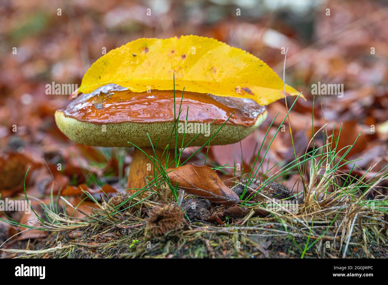 Boletto di castagno con foglia d'autunno, foresta ancora vita, primo piano Foto Stock