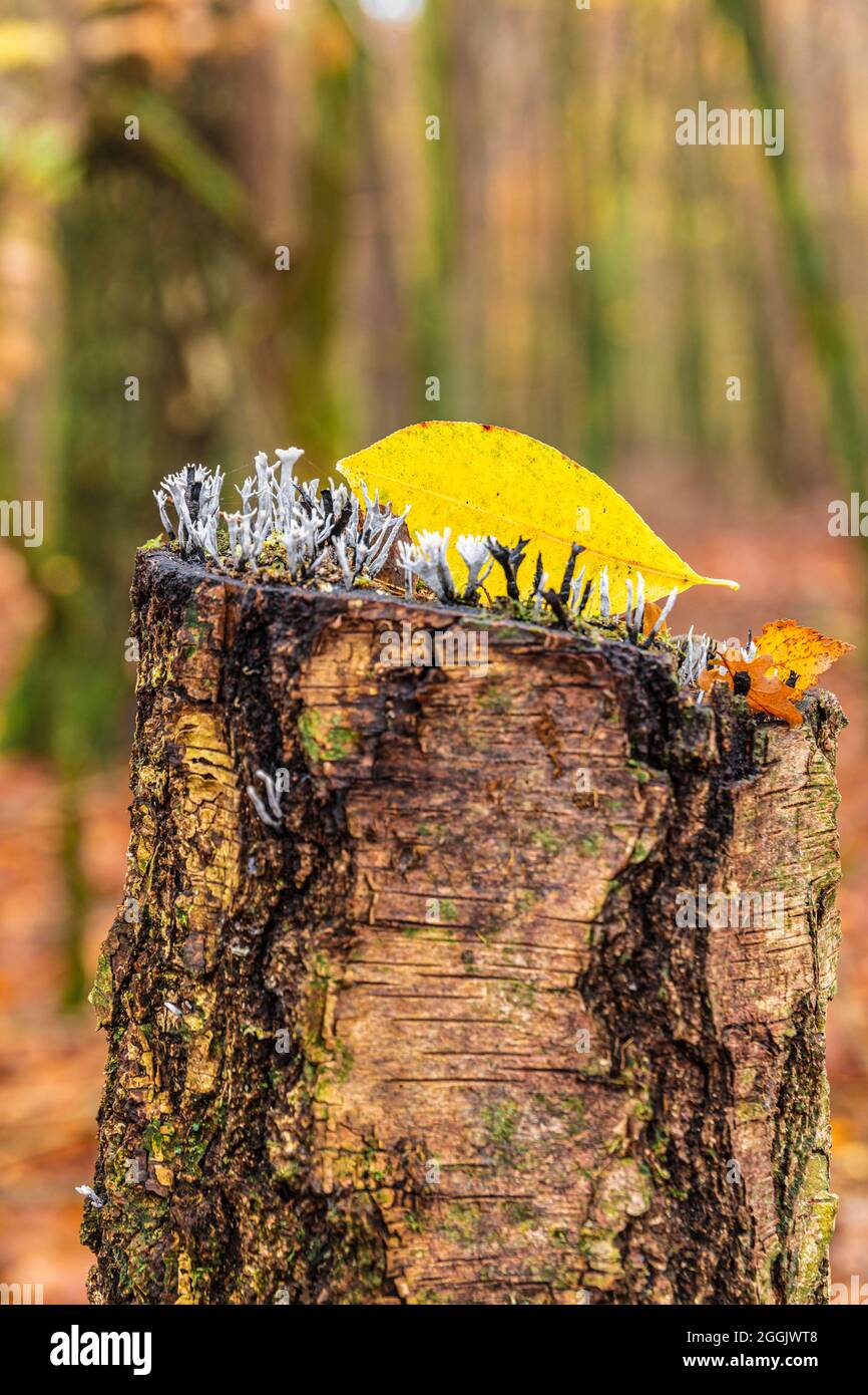 Fungo candela-muso, Xylaria hypoxylon, su tronco d'albero Foto Stock