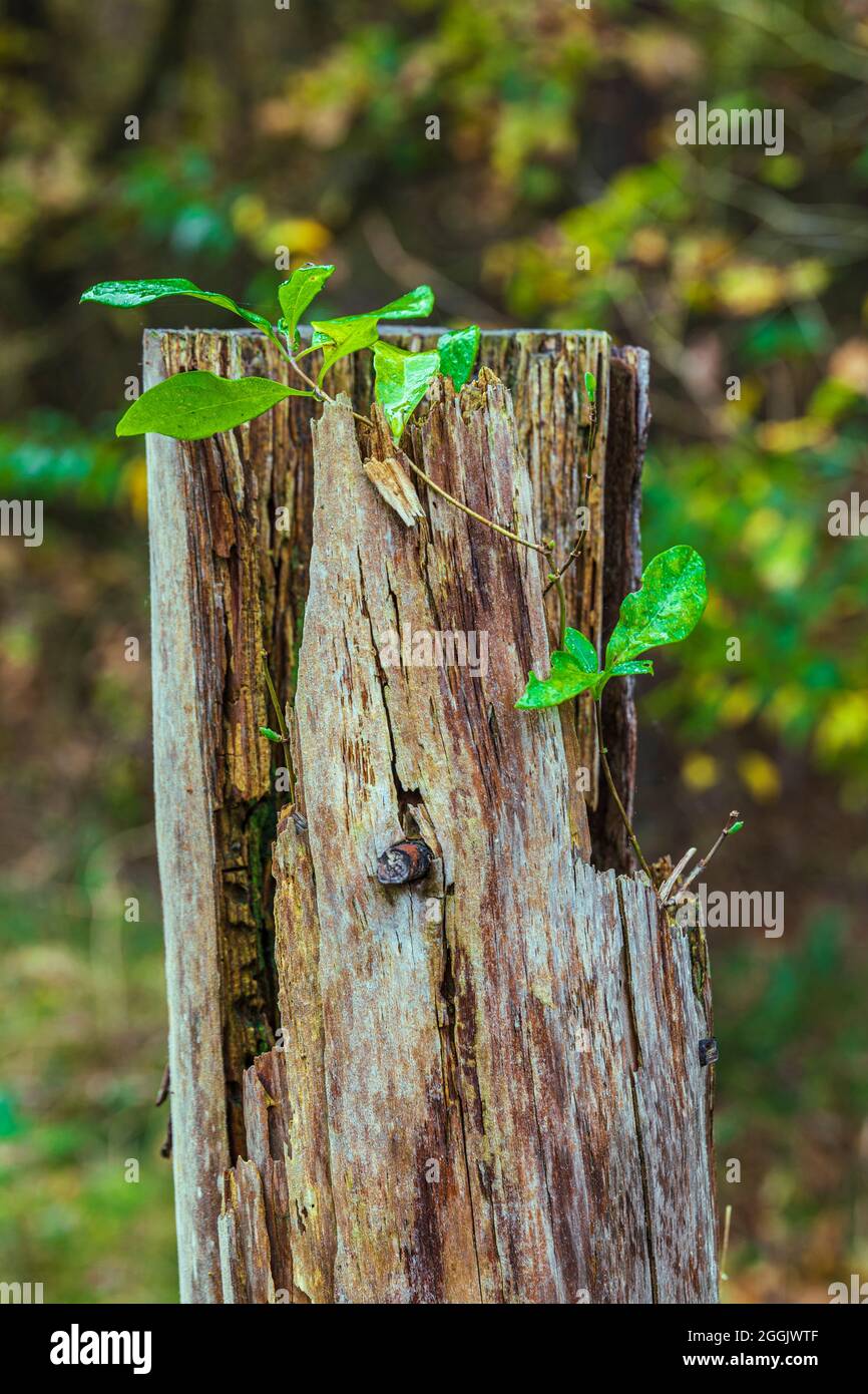 Pianta spara su un palo di legno, primo piano Foto Stock