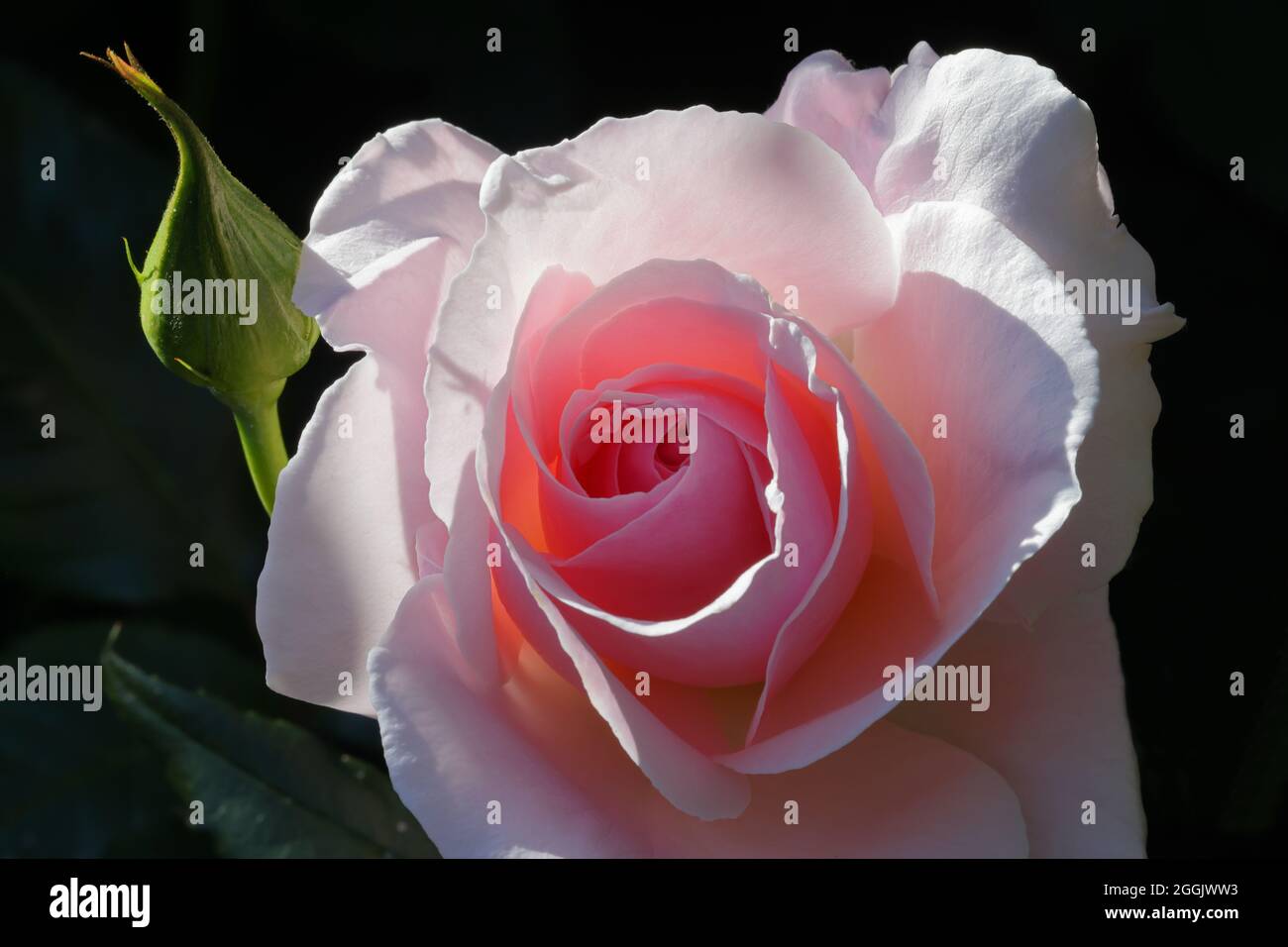 Elisabetta Casson rosa Foto Stock