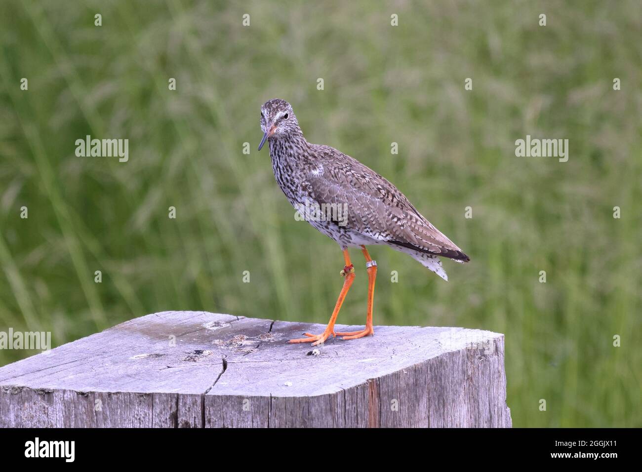 Redshank Wader uccello Foto Stock