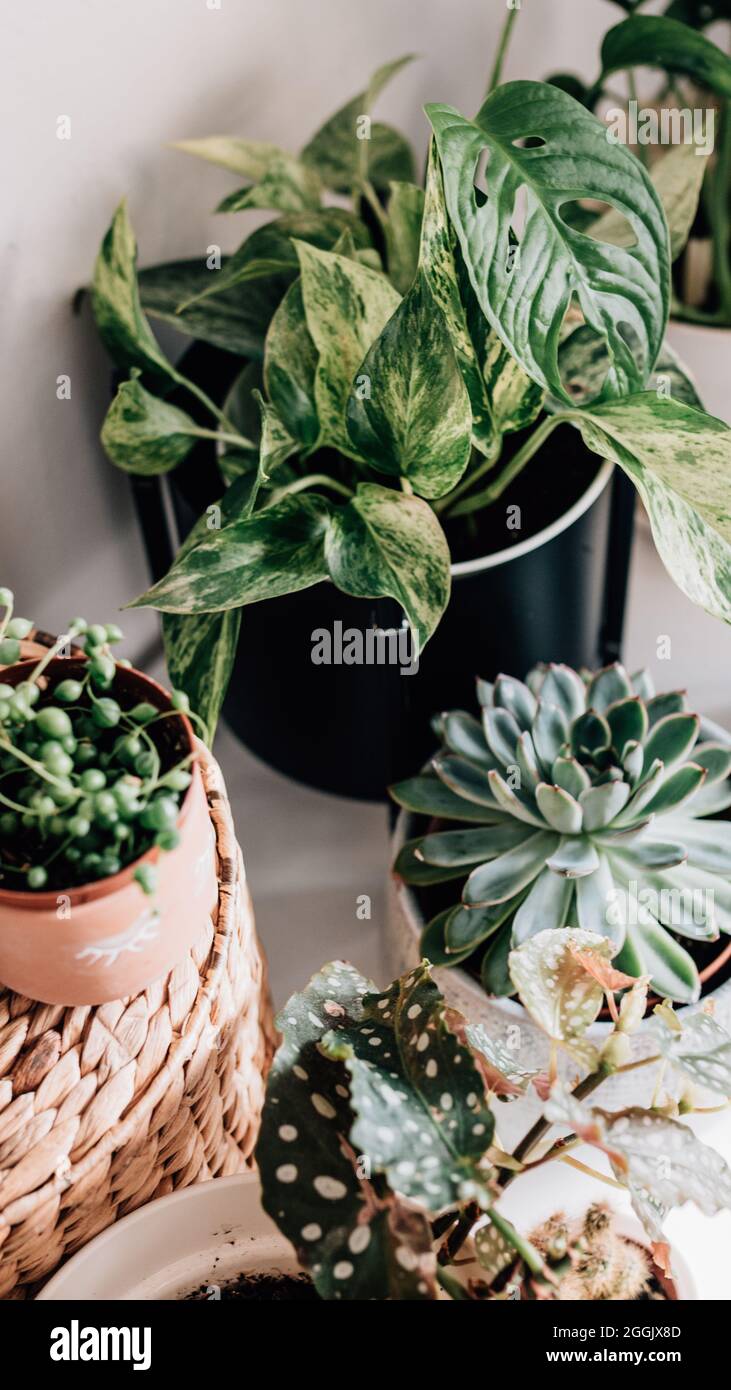 diverse piante da casa in diverse pentole e cesti / calatea, monkeymonstera, efeutute, piselli, pilea, cactus, succulento Foto Stock
