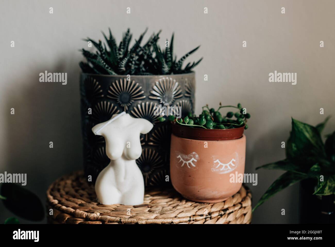 diverse piante da casa in diverse pentole e cesti / calatea, monkeymonstera, efeutute, piselli, pilea, cactus, succulento Foto Stock