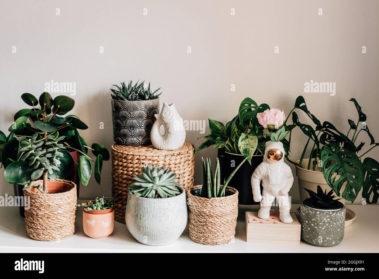 diverse piante da casa in diverse pentole e cesti / calatea, monkeymonstera, efeutute, piselli, pilea, cactus, succulento Foto Stock