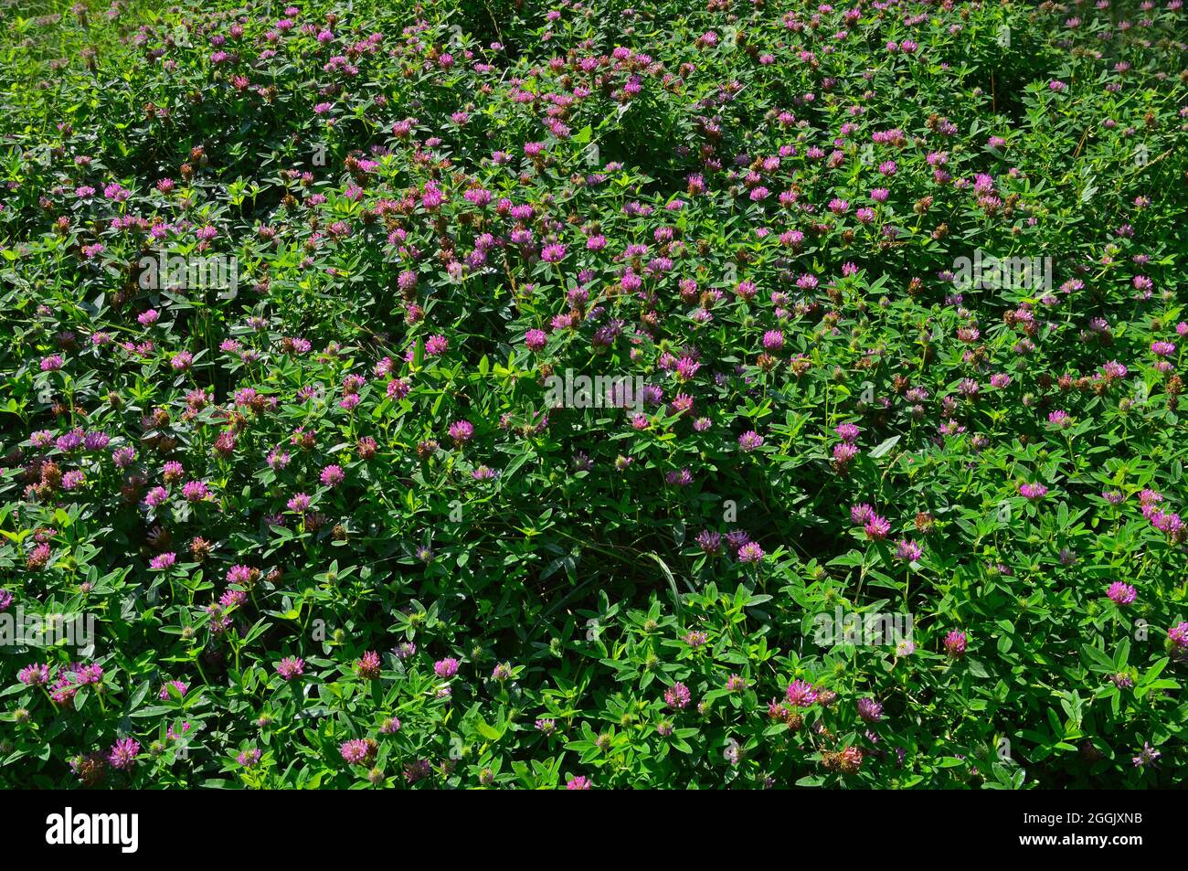 Flowerbed con clover in primo piano sul grafico. Messa a fuoco selettiva Foto Stock