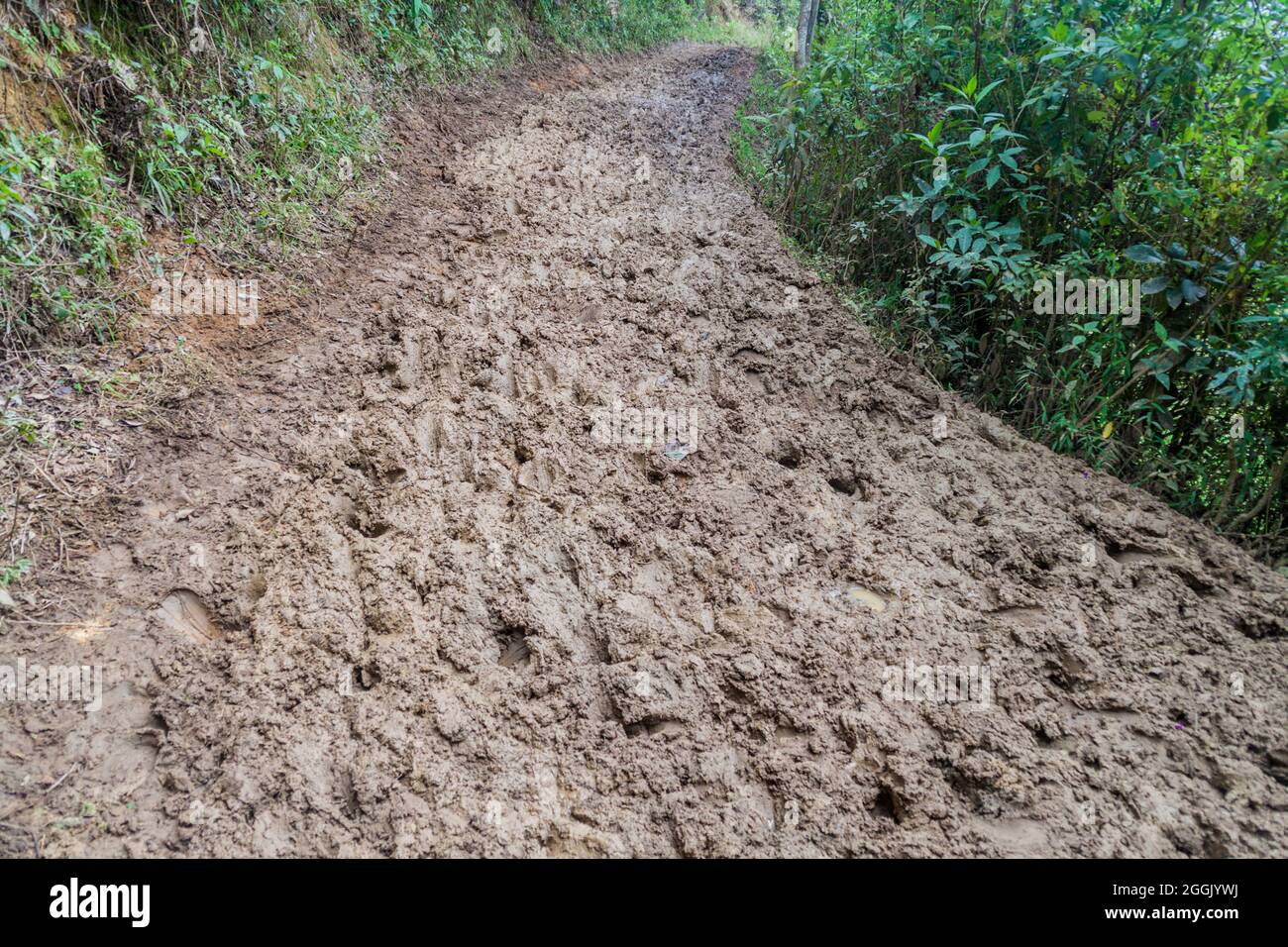 Sentiero fangoso nel nord del Perù Foto Stock