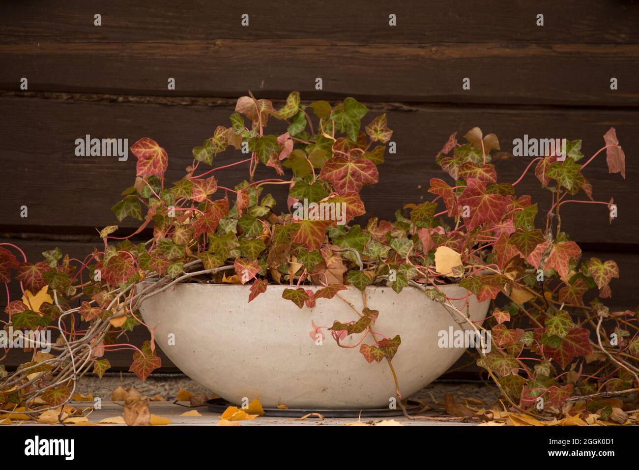 Ivy (Hedera), autunns foglie colorate, grande vaso ovale fiore, sfondo scuro muro di log Foto Stock