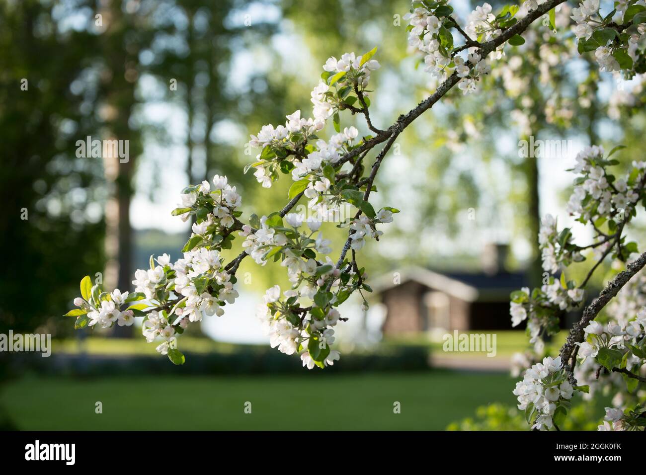 Primo piano di rami di melo con fiori, fiori bianchi, primavera, giardino con sauna sullo sfondo Foto Stock