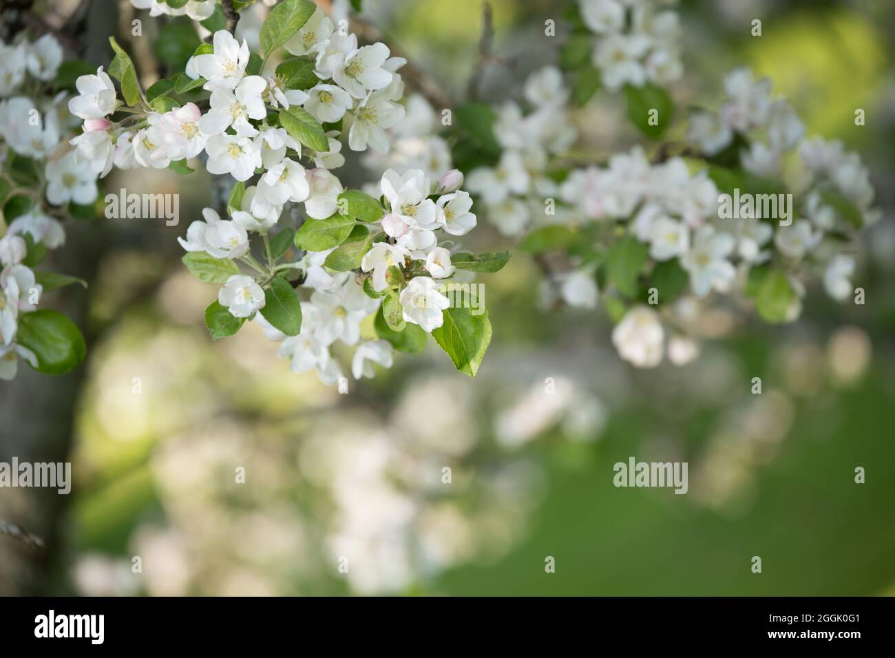 Primo piano di fiori di alberi di mela, fiore bianco, primavera, sfondo naturale sfocato Foto Stock