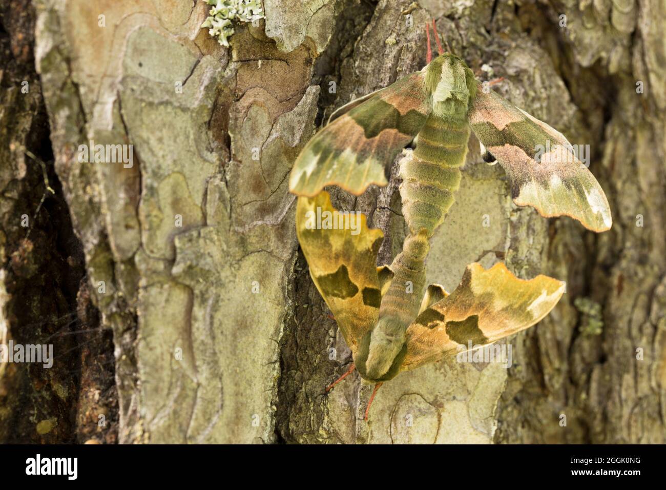 Calce hawk-moth (Mimas tiliae) accoppiamento coppia, pino albero corteccia sfondo Foto Stock