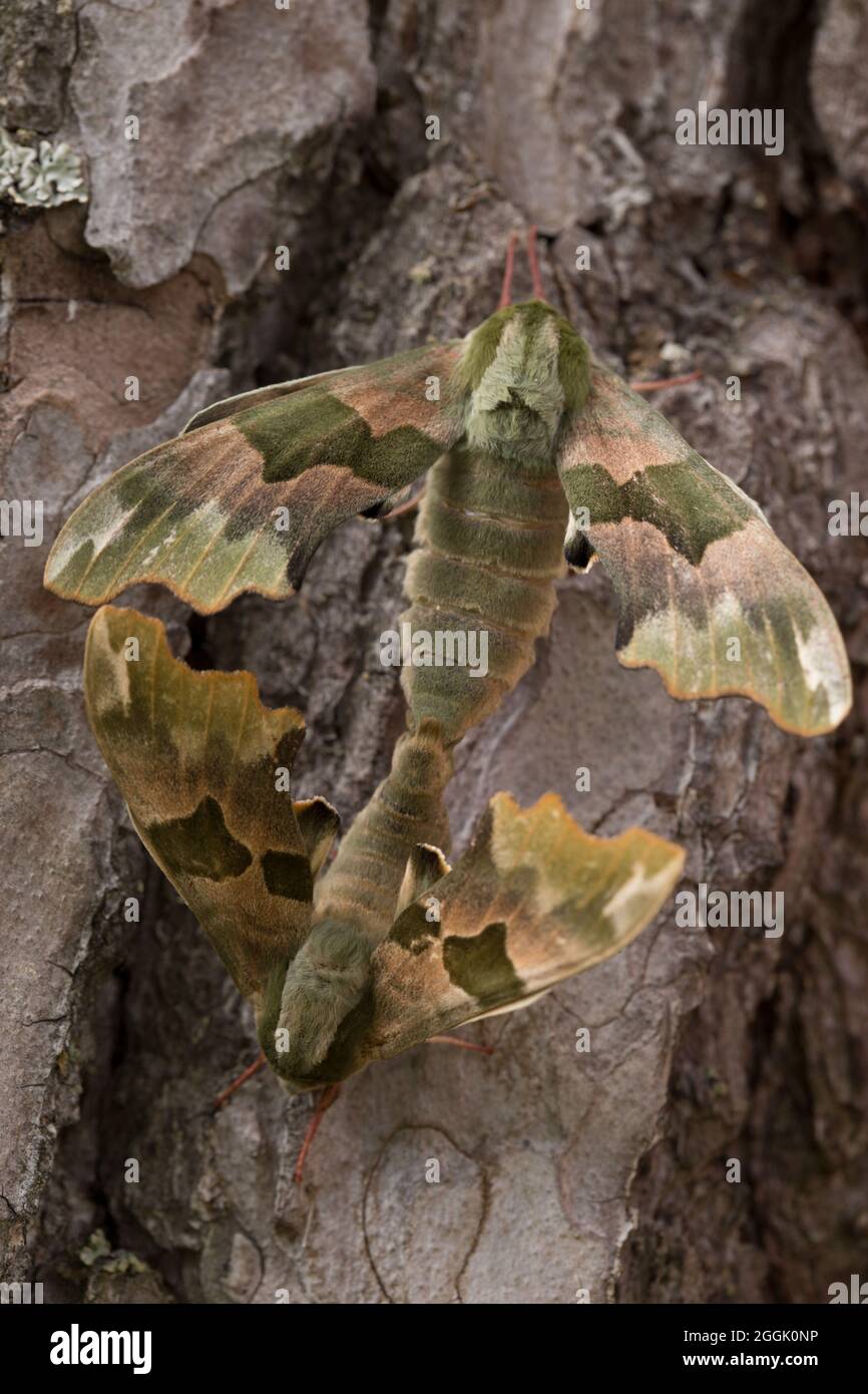 Primo piano di Lime Hawk-moth (Mimas tiliae) accoppiamento coppia, fondo di corteccia di pino scuro Foto Stock