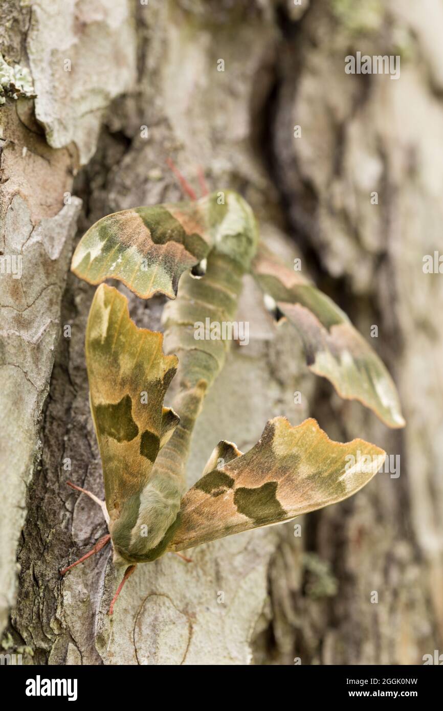 Calce Hawk-moth (Mimas tiliae) accoppiamento coppia, pino trunk sfondo Foto Stock