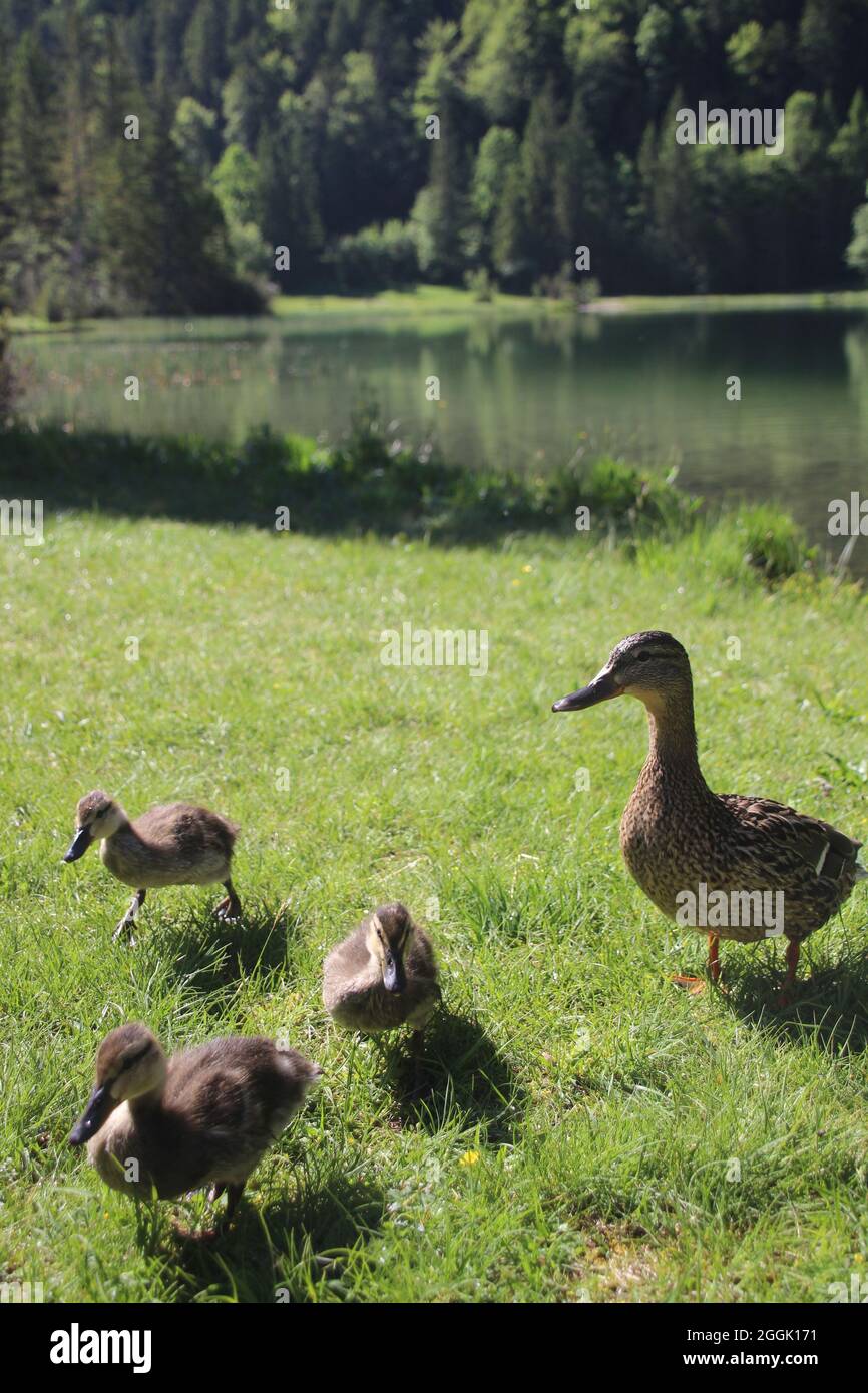 Anatra con pulcini a Ferchensee vicino Mittenwald, alta Baviera, Baviera, Germania Foto Stock