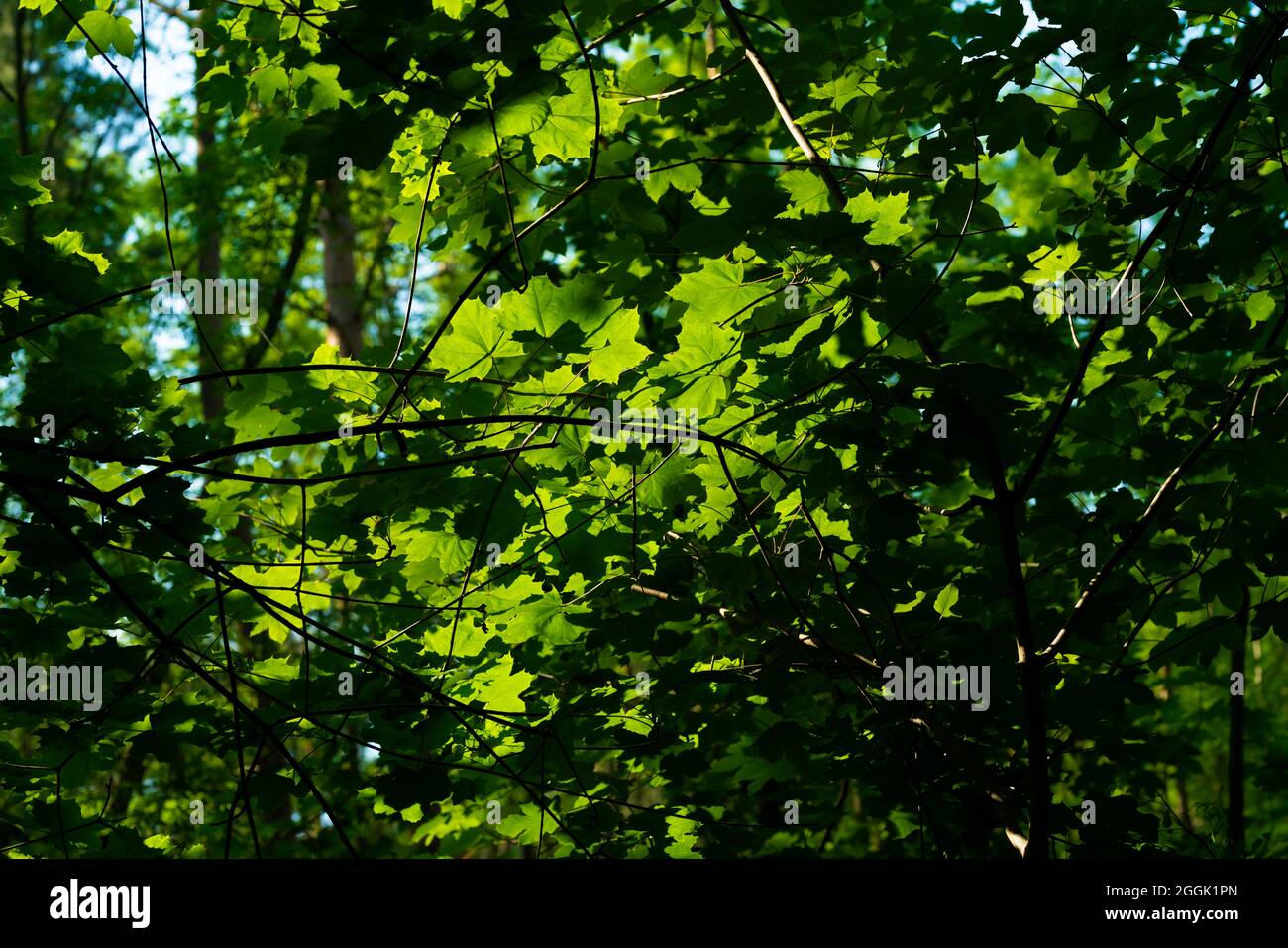 Acero nella foresta in estate in Germania, foglie di acero illuminate dal sole Foto Stock