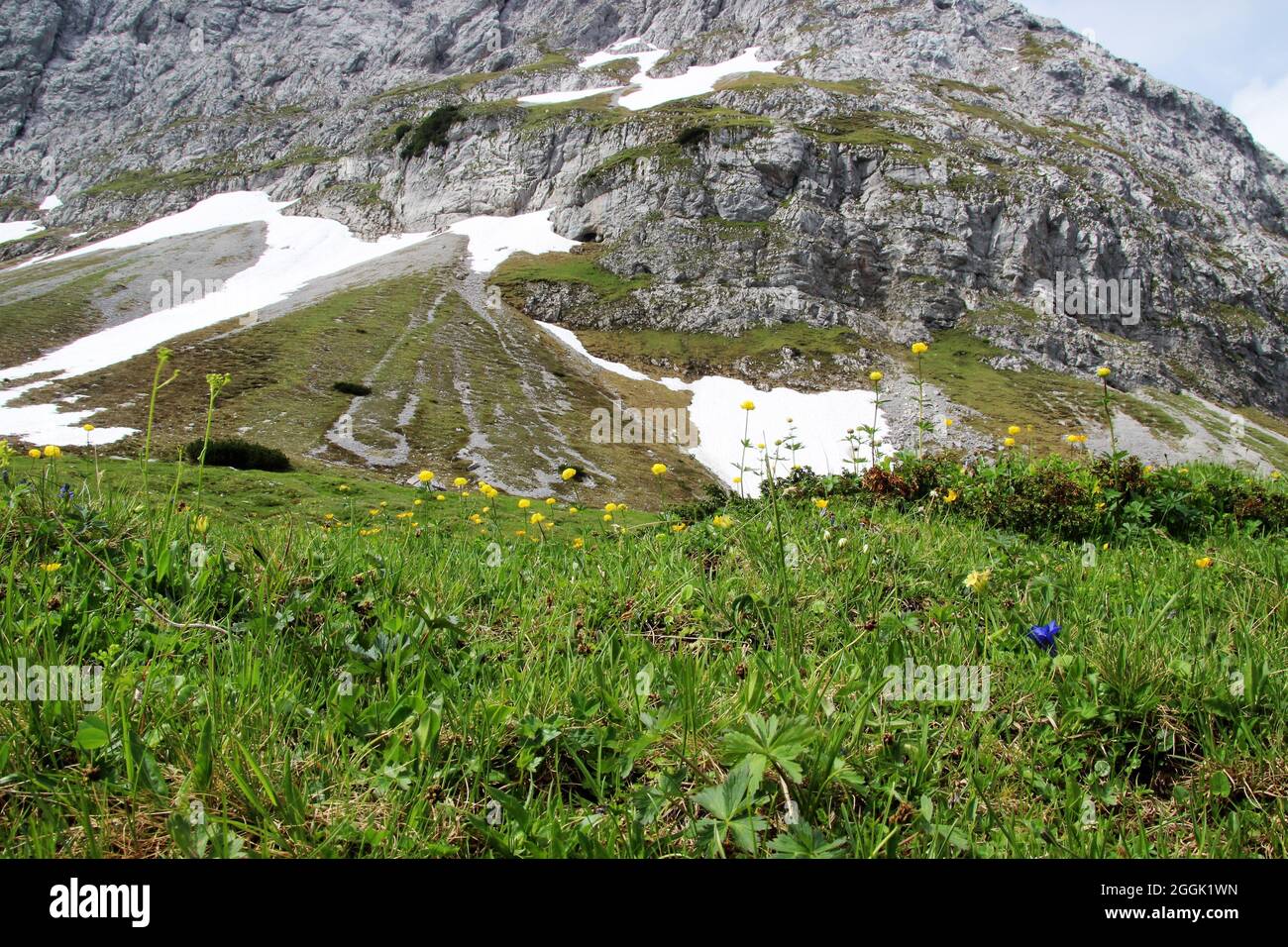 Globo fiore (Trollius europaeus) nei Monti del Karwendel tirolese, Tirolo, Austria, Karwendel, catena montuosa sullo sfondo Foto Stock