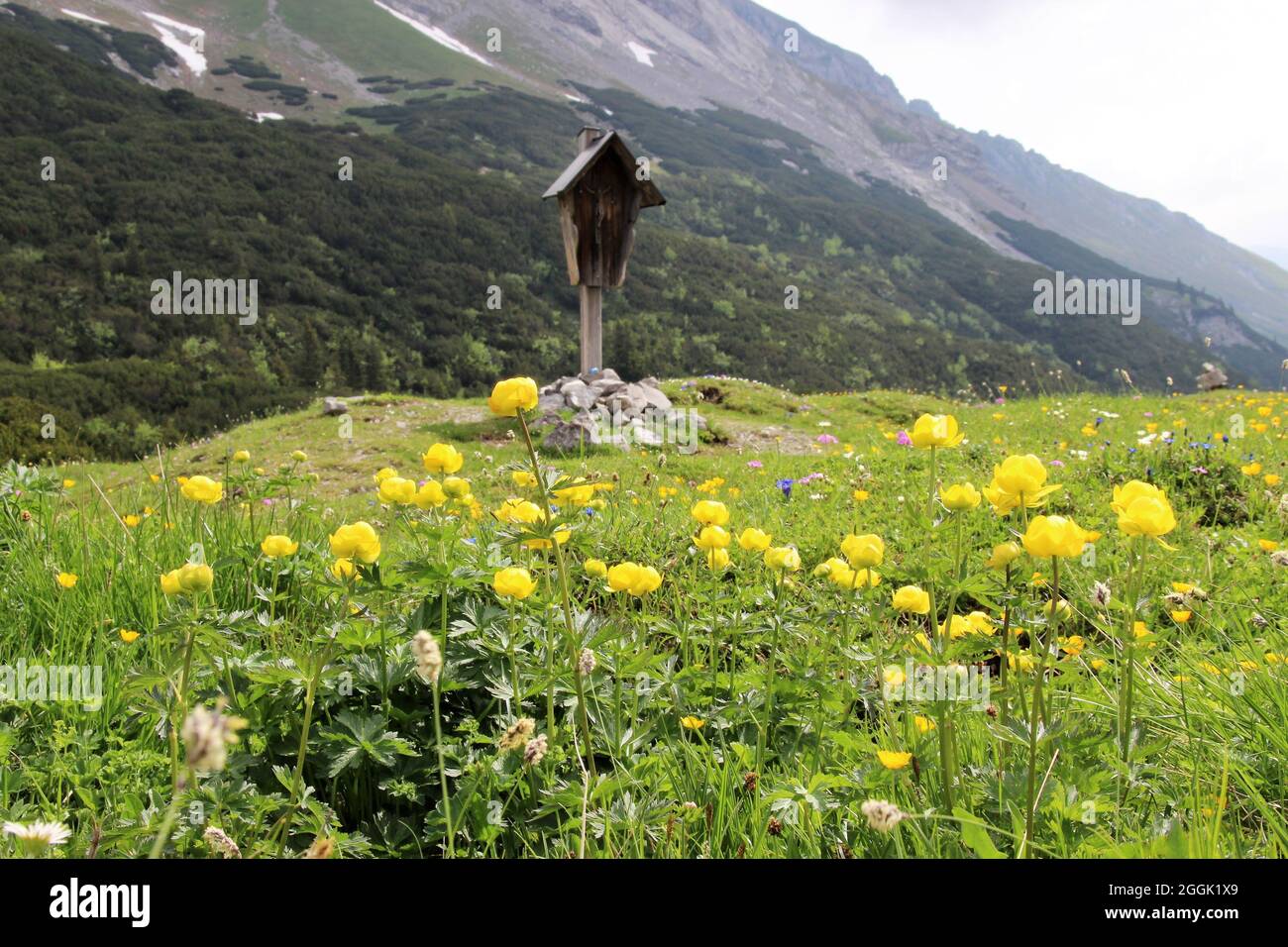 Globo flower (Trollius europaeus) di fronte alla croce di montagna sulla sella del Karwendelhaus, nei Monti tirolesi del Karwendel, Tirolo, Austria, Karwendel, catena montuosa sullo sfondo Foto Stock