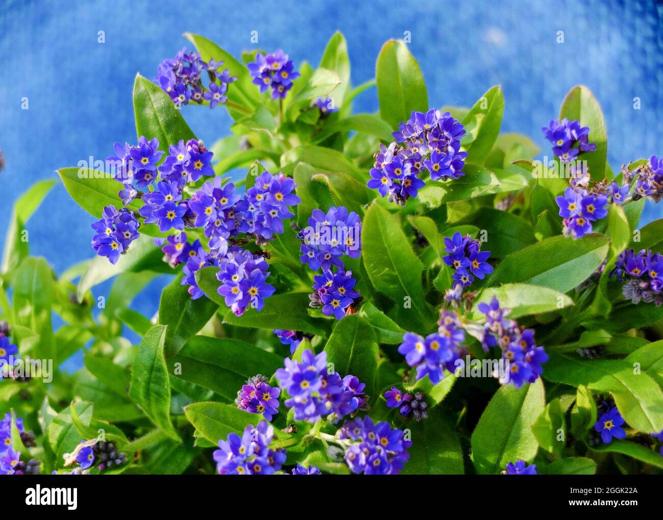 Forget-me-nots (Myosotis) con lo sfondo blu Foto Stock