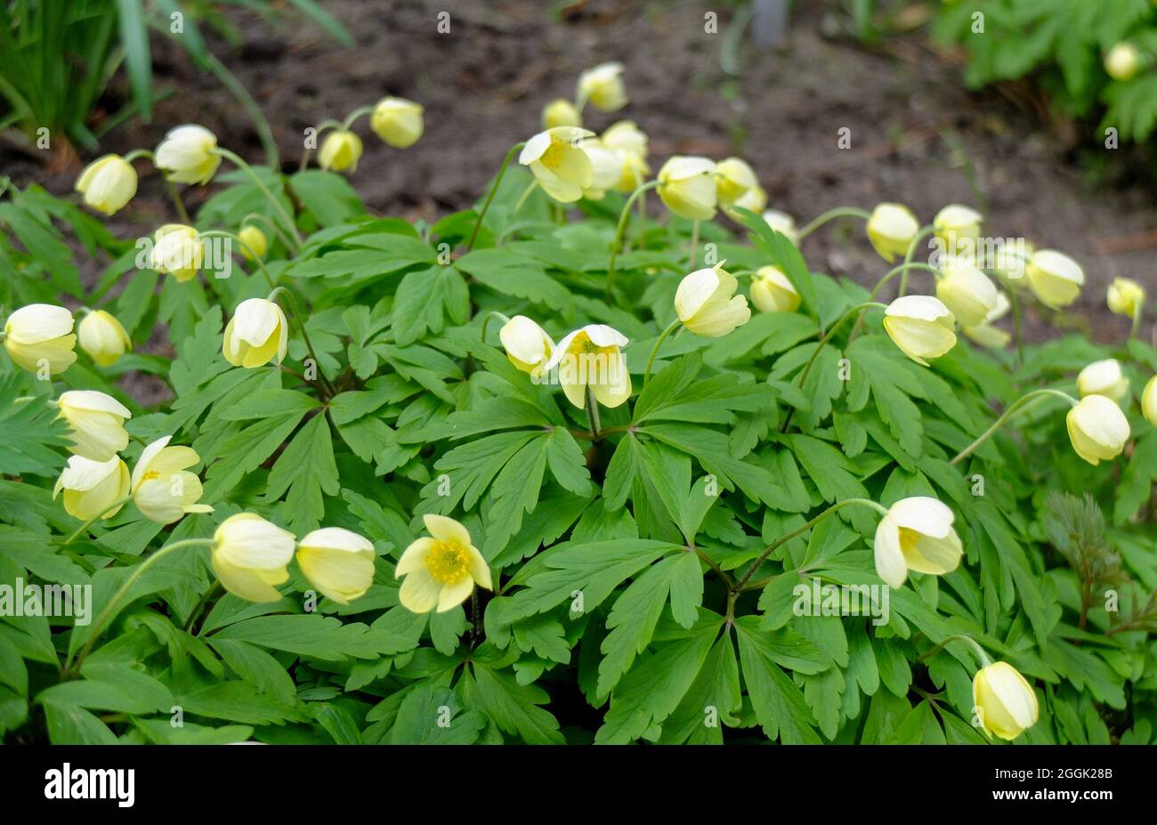 Anemone giallo (Anemone x lipsiensis) pallida Foto Stock