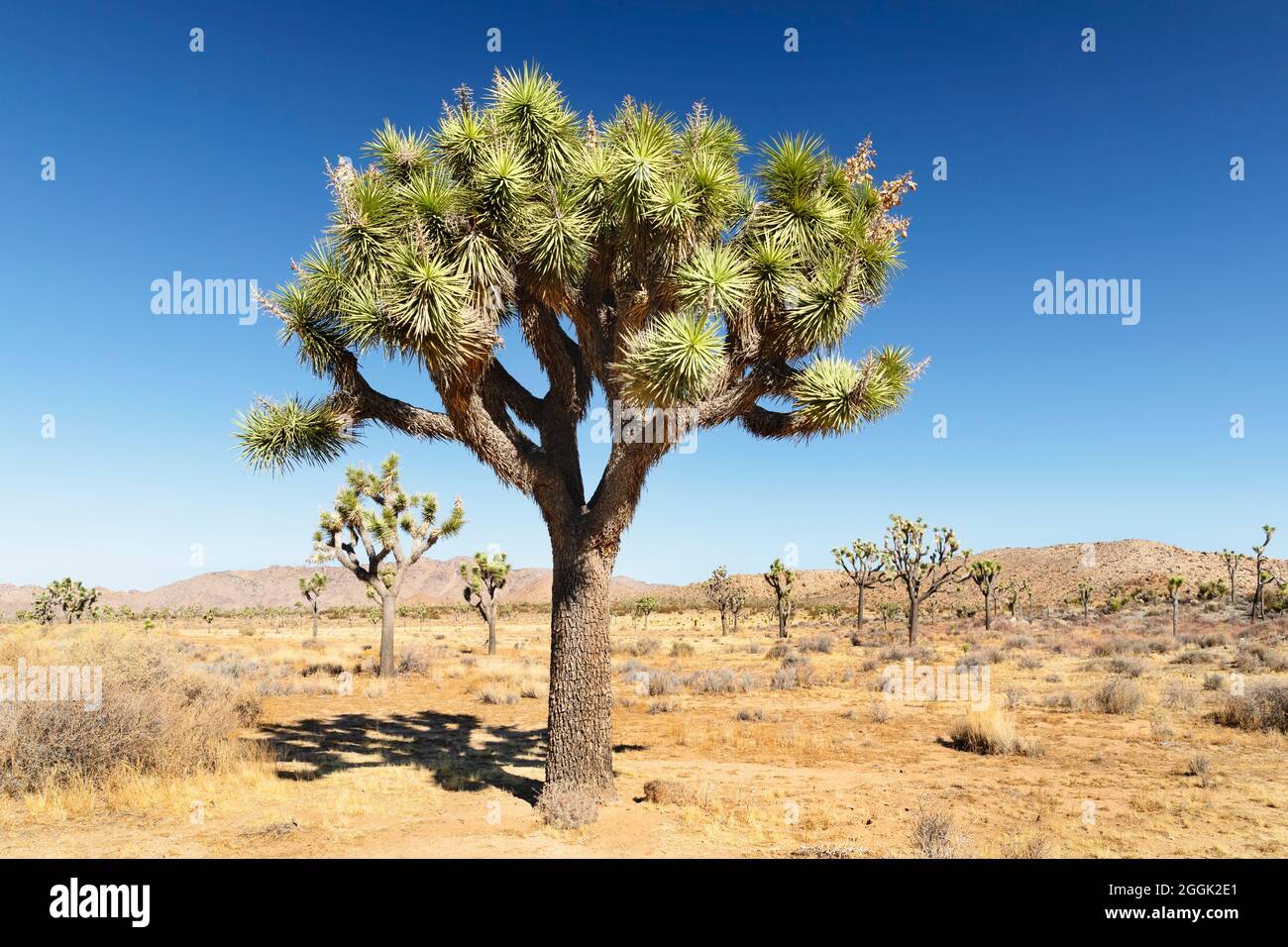 Joshua Tree (Yucca brevifolia), Joshua Tree National Park, Mojave Desert, California, USA Foto Stock
