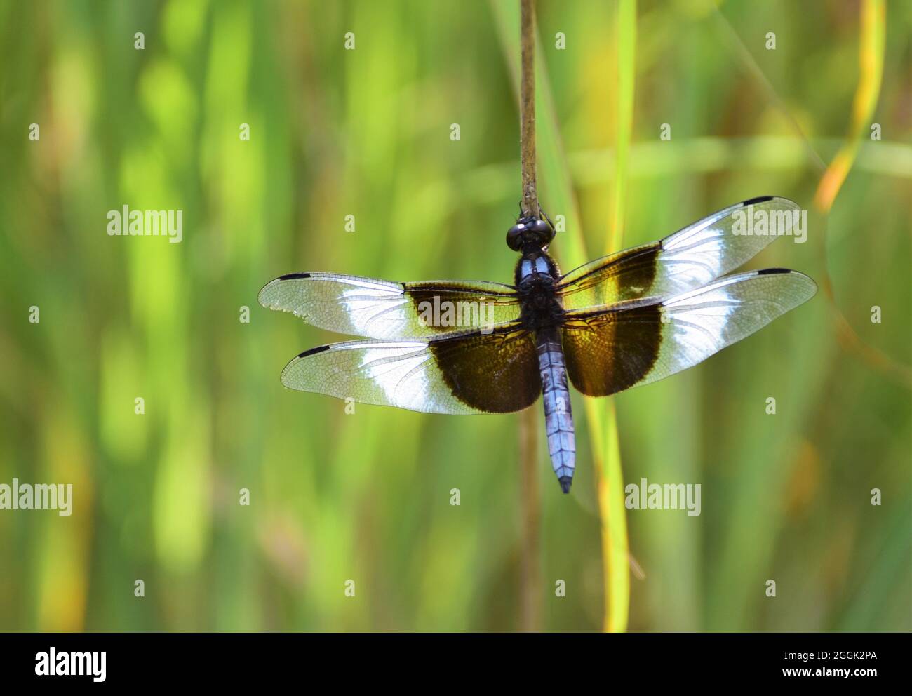 Una vedova arroccata schiumatore libellula riposante. Foto Stock