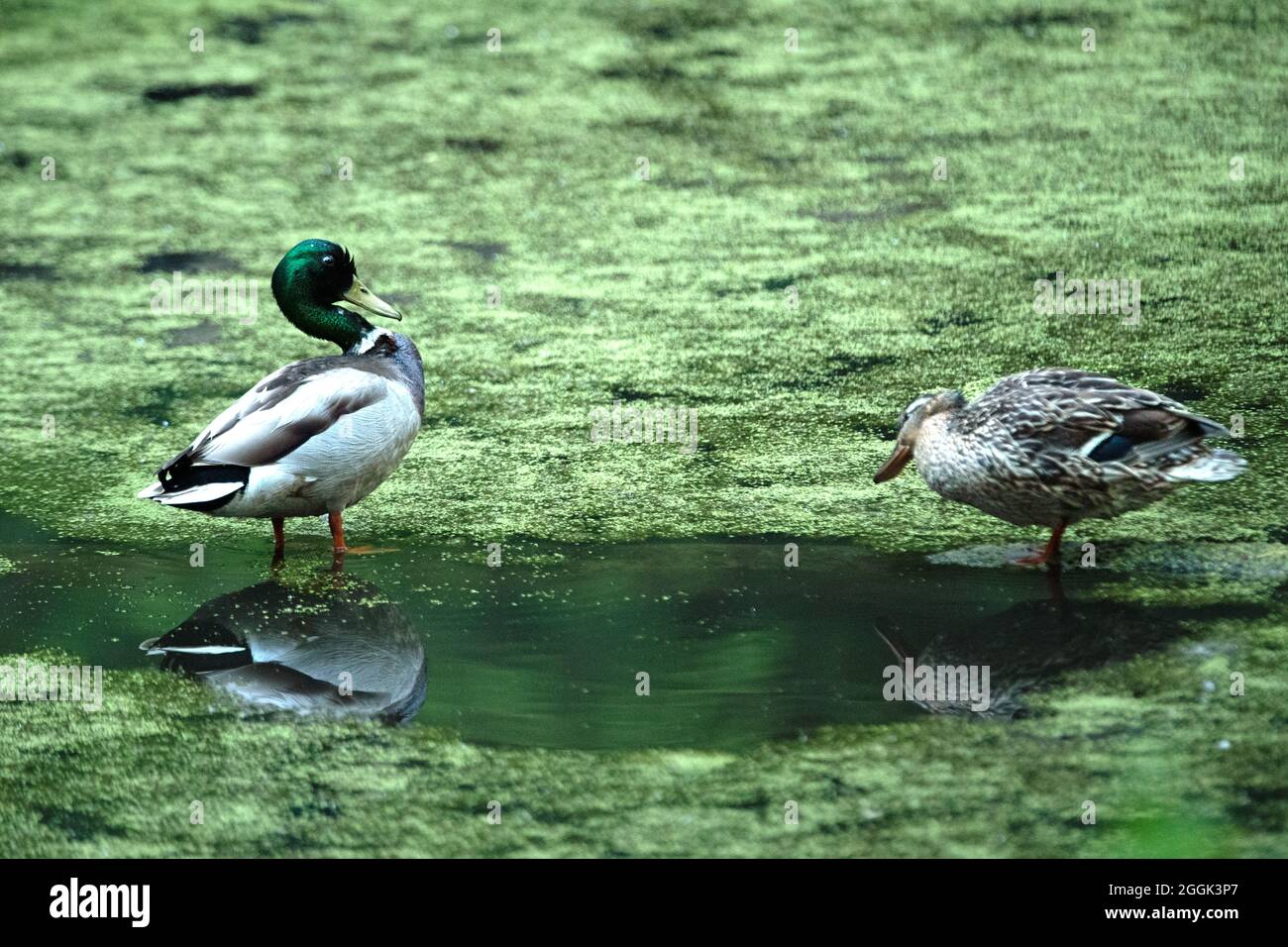 Coppia di Germano reale Foto Stock