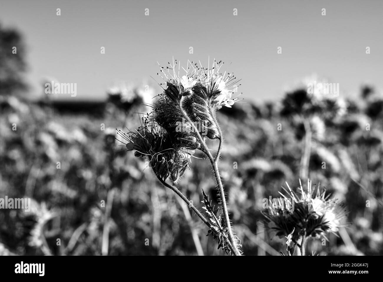 Primo piano della facella tanacetifolia fiore in estate in Polonia , monocromatico Foto Stock