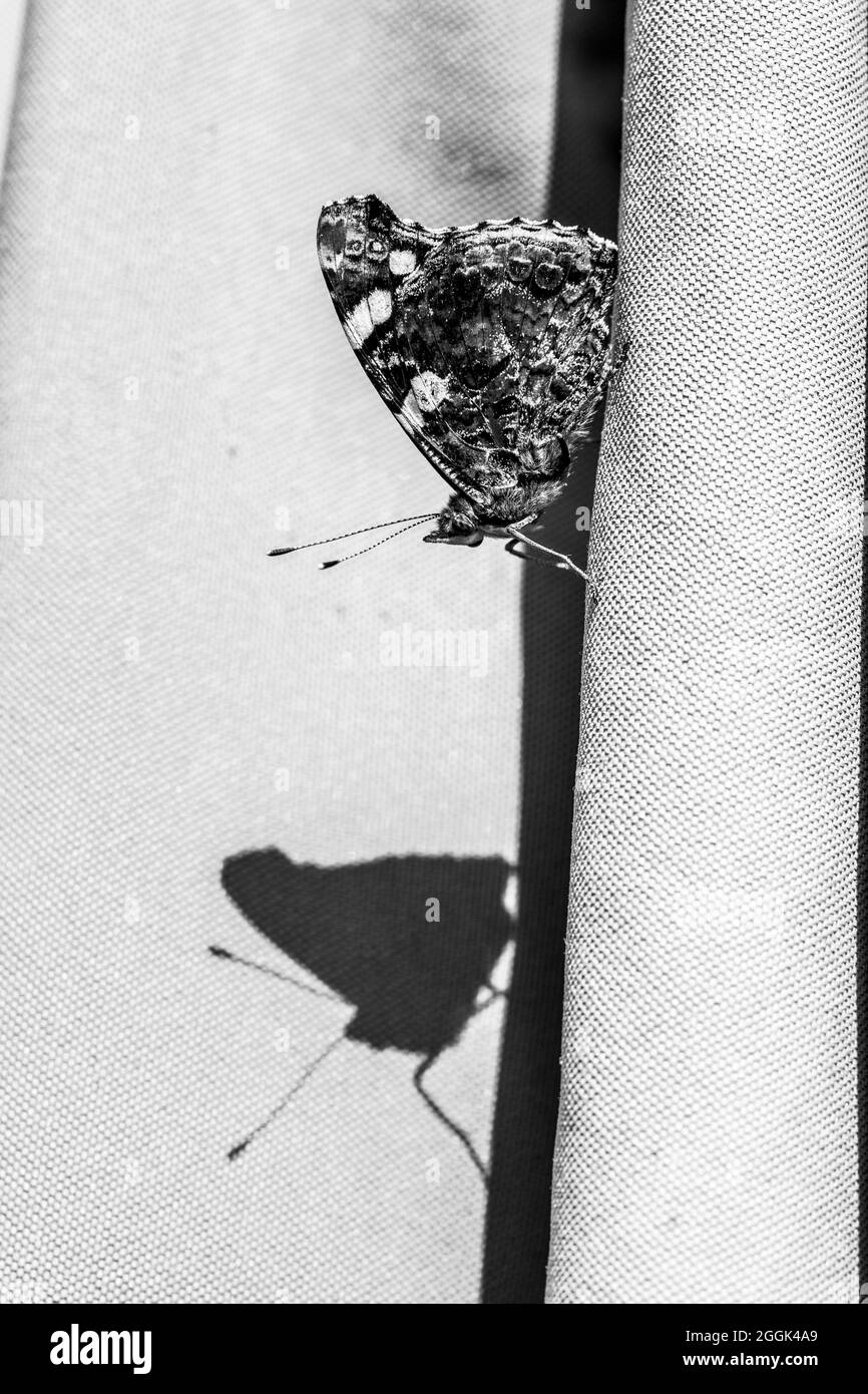 Un ritratto bianco e nero di un ammiraglio rosso o farfalla atalanta e la sua ombra seduta sulle pieghe di un pezzo di tessuto ombrello. La vanessa atala Foto Stock
