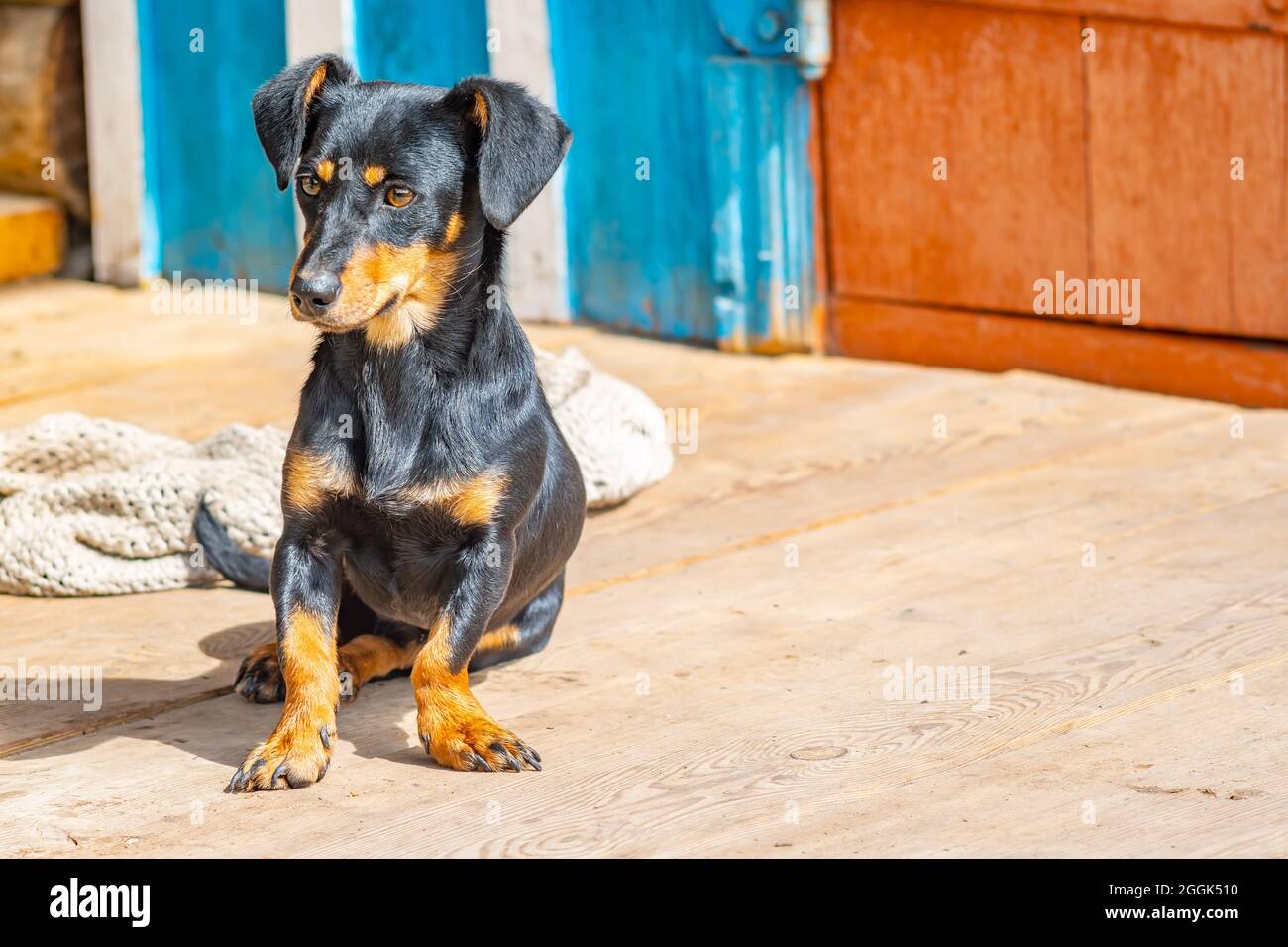un piccolo cane della razza dachshund è seduto alle porte di una vecchia casa povera villaggio Foto Stock