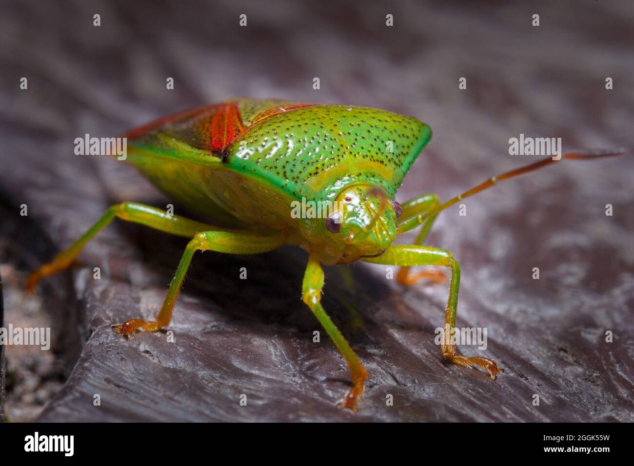 Birch Shield bug al Poolsbrook Country Park Foto Stock