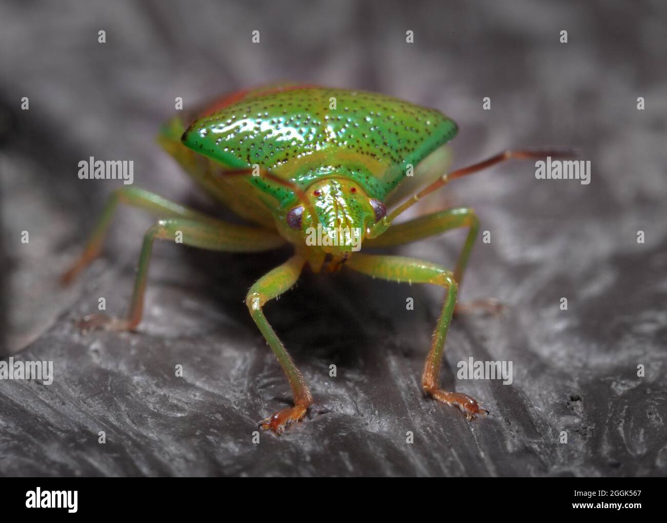 Birch Shield bug al Poolsbrook Country Park Foto Stock