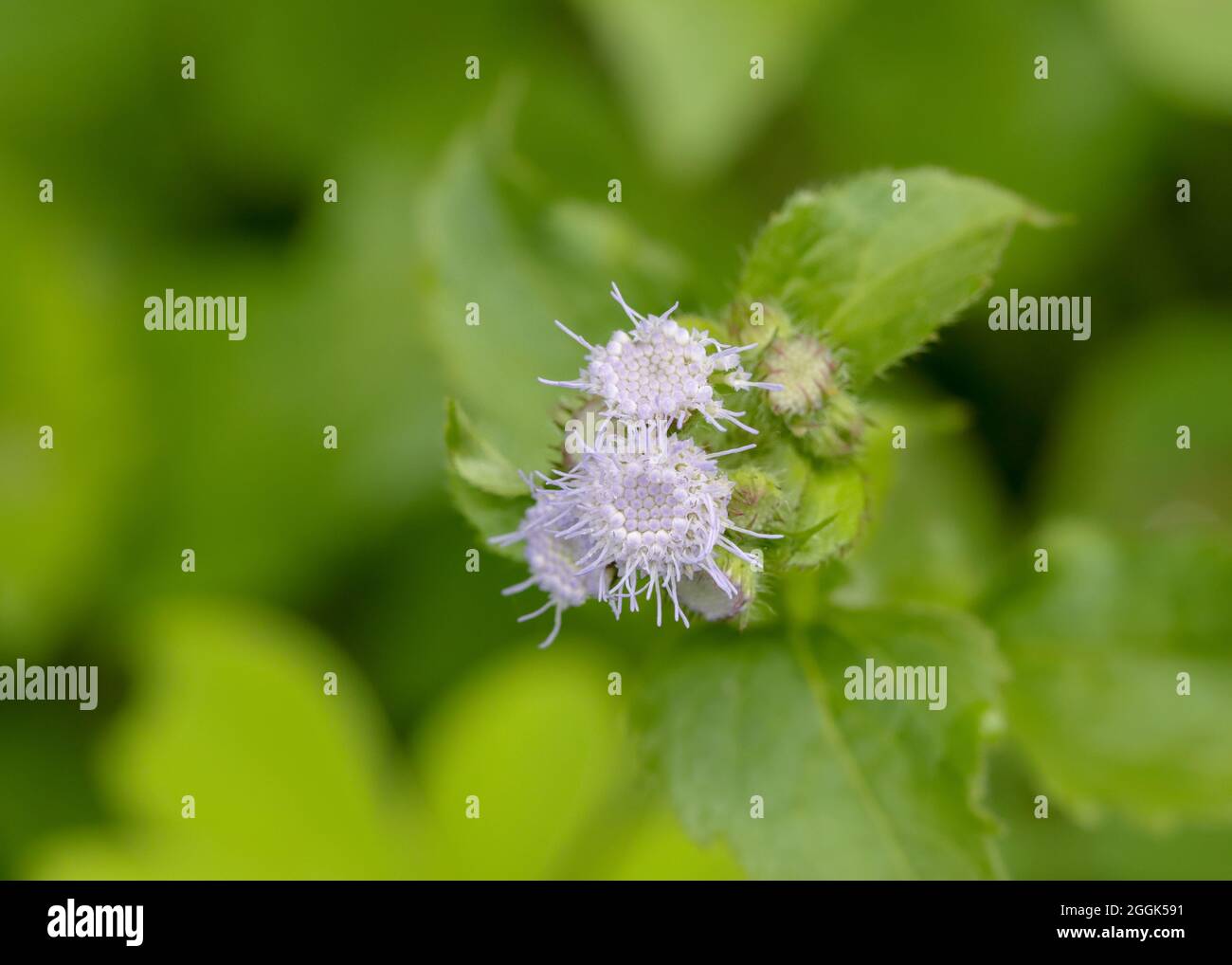 Primo piano foto di estate viola selvaggio. Foto Stock