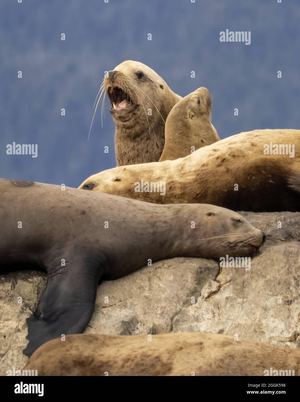 Leoni stellari del mare (Eumetopias jubatus) scali fuori sulle rocce al largo del lato sud-est dell'isola di Grindall su Approach Rock. Foto Stock