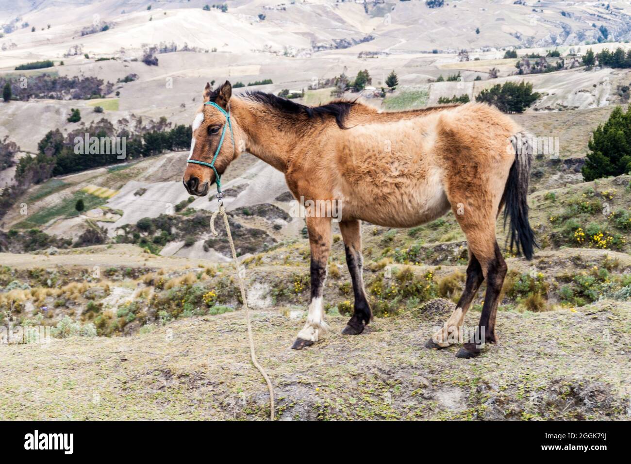 Cavallo al bordo del cratere Quilotoa, Ecuador Foto Stock