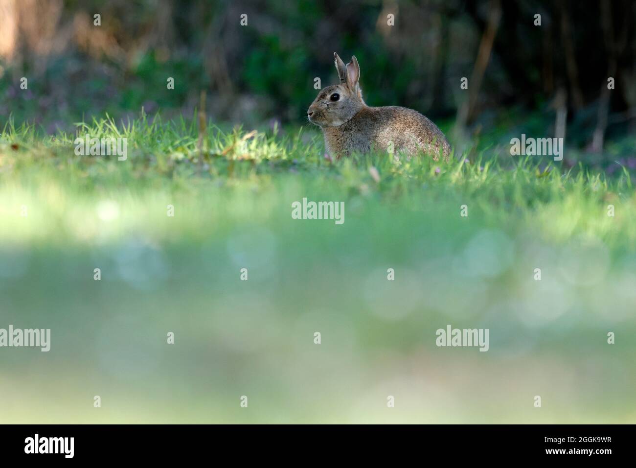 Coniglietto selvatico (Oryctolagus cuniculus) foraging per alimenti, Germania, Foto Stock