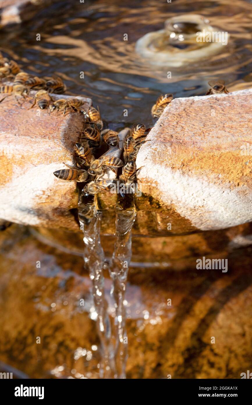 Le api del miele raccolgono l'acqua da una fontana per riportare all'alveare in una giornata calda di estati, Arizona meridionale, Stati Uniti Foto Stock