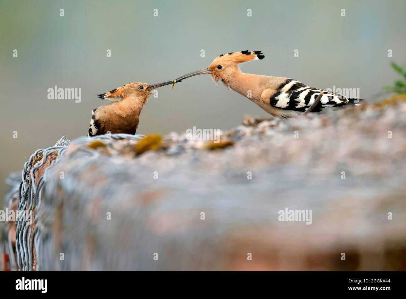 Hoopoes (Upupa epops) con cibo su un muro, Germania, Foto Stock