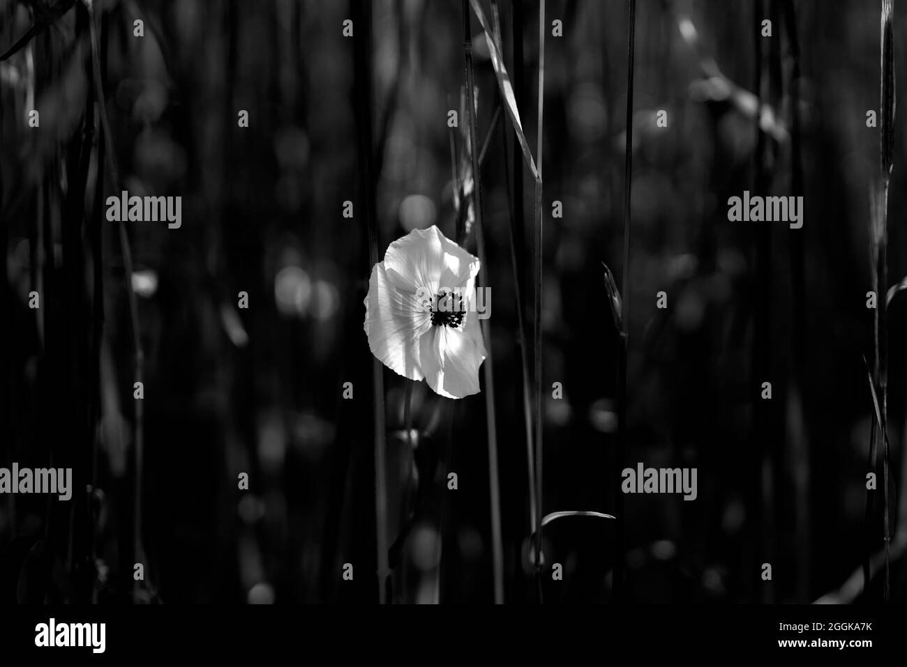Il papavero fiorisce in un campo di mais, bianco e nero Foto Stock