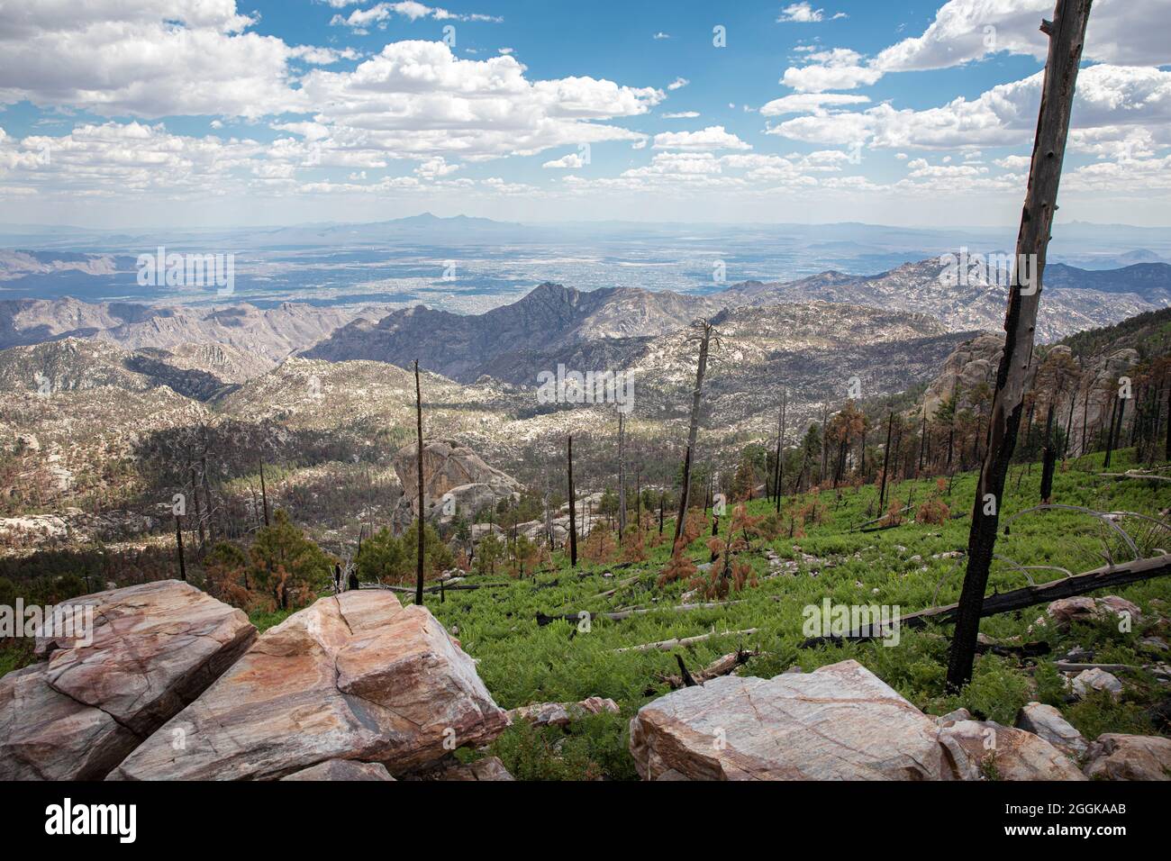 Brucia la cicatrice in cima al monte Lemmon, Santa Catalina Mountains, vicino a Tucson, Arizona, Stati Uniti. Foto Stock