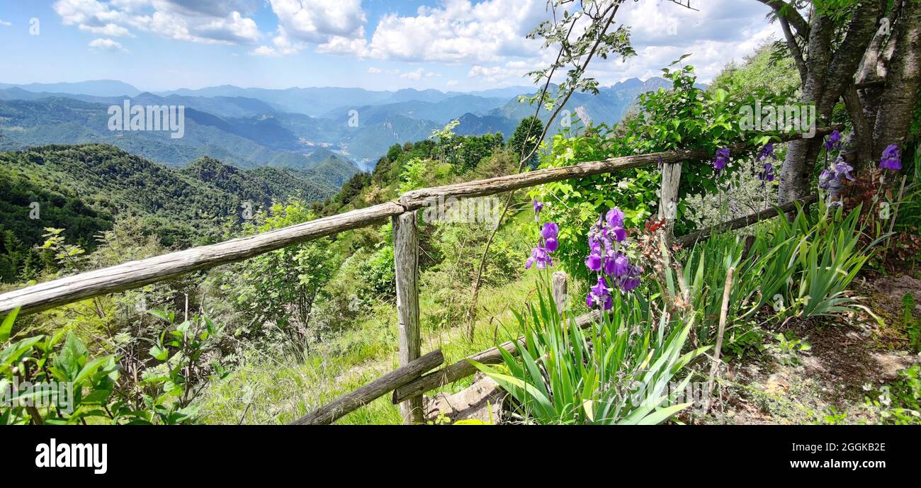 Le iridi crescono nelle montagne di Monte Stino, Italia, Lombardia, Regione Idrosee Foto Stock