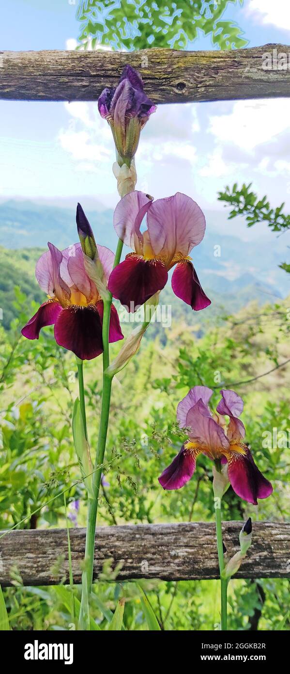 Le iridi crescono nelle montagne di Monte Stino, Italia, Lombardia, Regione Idrosee Foto Stock