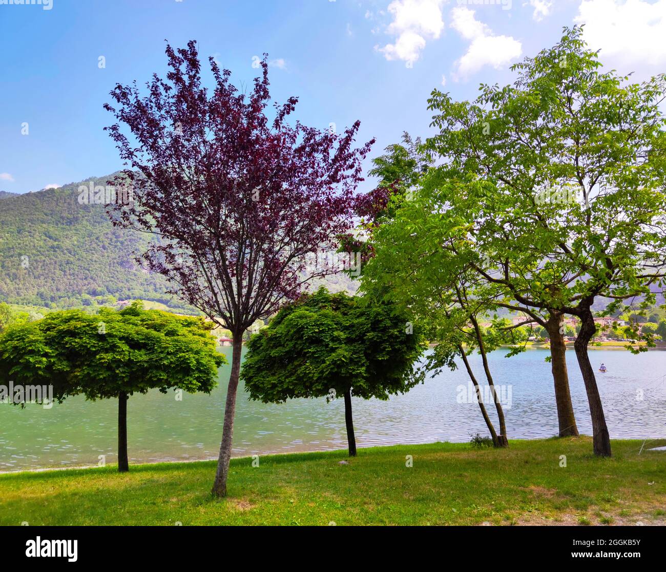 Diversi alberi decidui in un gruppo sulla riva del Lago d'Idro, Italia, Lombardia, Regione Idrosea Foto Stock