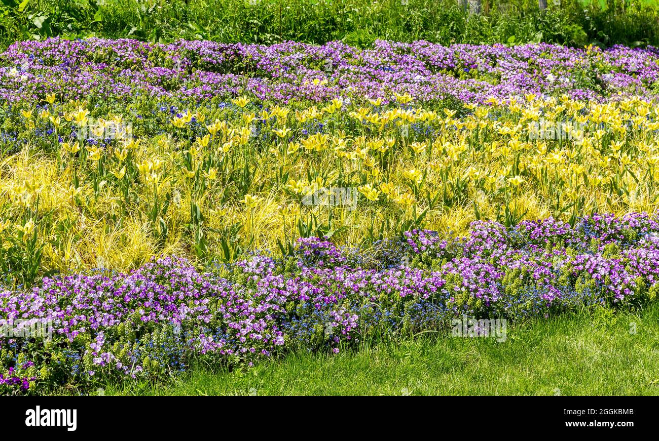 Letti rialzati con tulipani gialli e verdi, pantsie viola, scordami-not blu, ispirazione natura, spettacolo Giardino di Stato, Ingolstadt 2020, nuovo termine 2021, Ingolstadt, Baviera, Germania, Europa Foto Stock