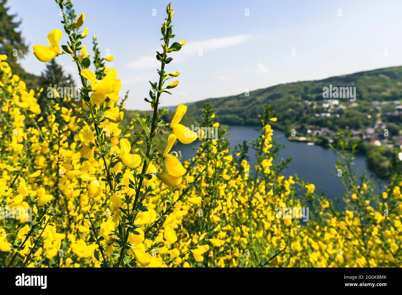 Vista di Einruhr am Rursee, fiorente gister in primo piano Foto Stock