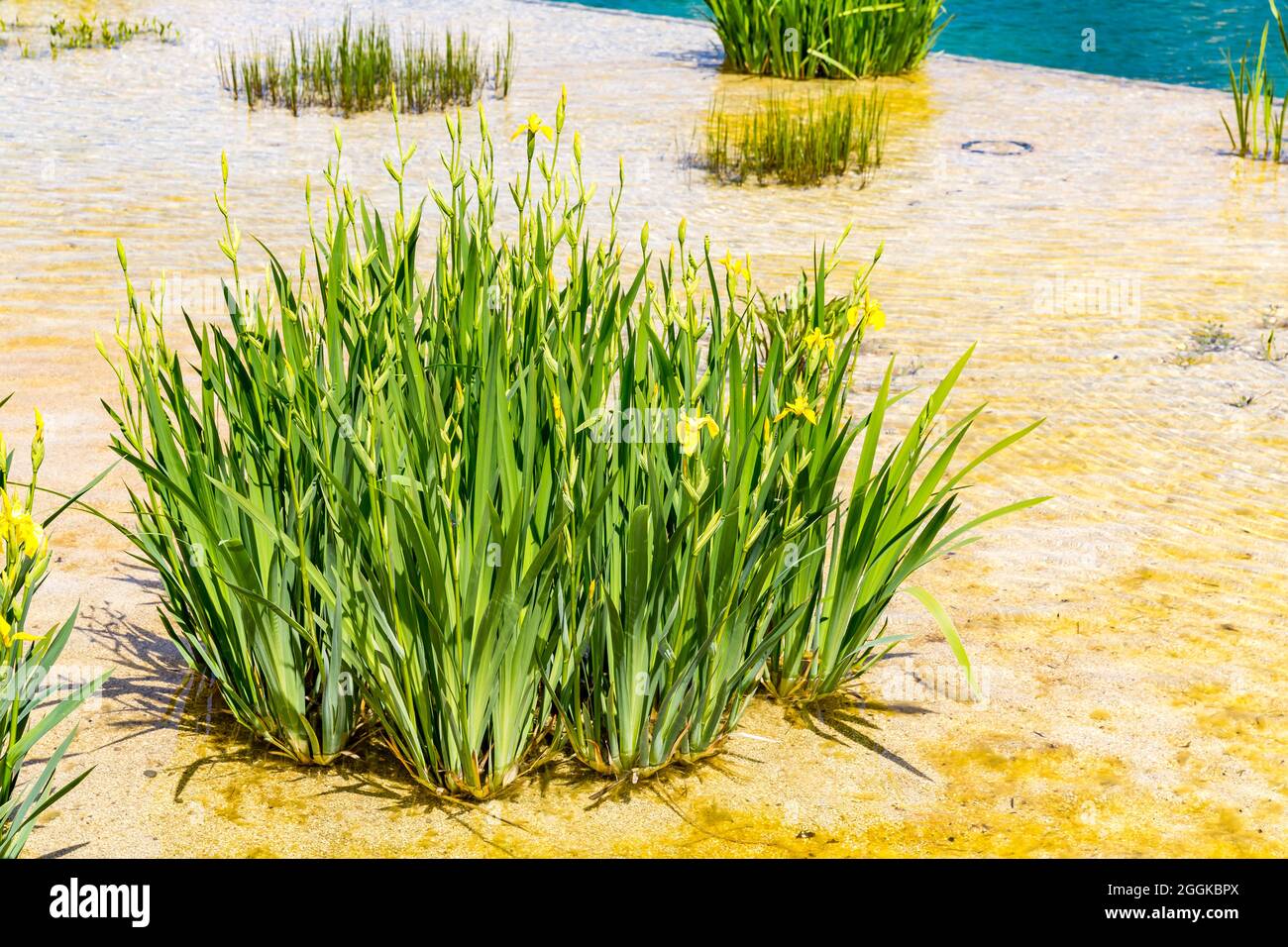 Ninfee nel lago paesaggistico, lago artificiale, natura d'ispirazione, mostra giardino statale, Ingolstadt 2020, Nuovo termine 2021, Ingolstadt, Baviera, Germania, Europa Foto Stock