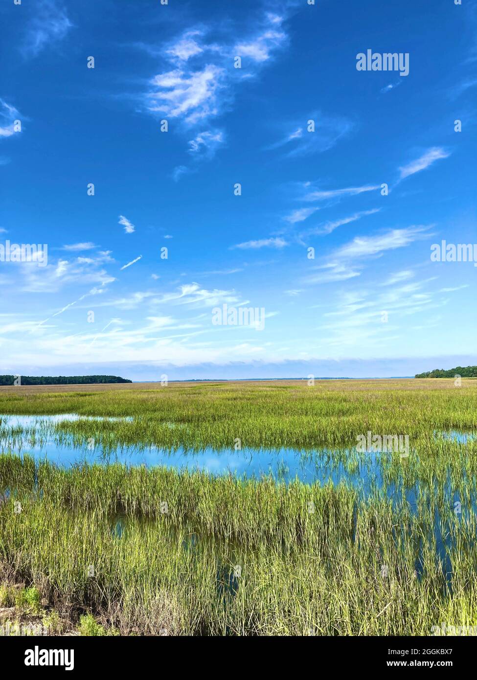Isola di St. Helena, Carolina del Sud. Paludi dominate da specie vegetali erbacee. Le paludi forniscono habitat per molti tipi di invertebrati, pesci, anfibi, uccelli acquatici e mammiferi acquatici Foto Stock