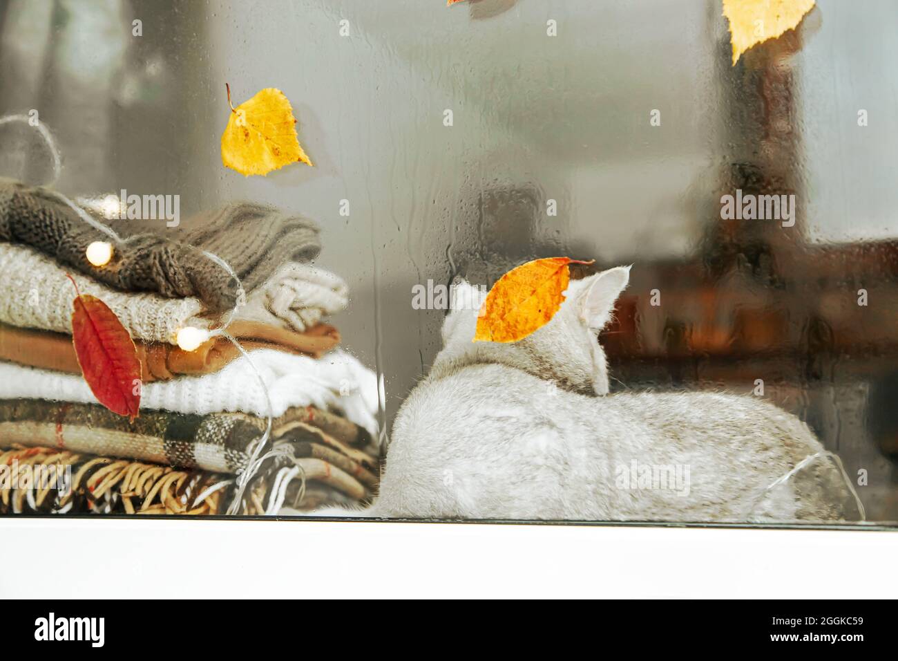 Gatto britannico bianco dorme sul davanzale. Autunno, pioggia fuori dalla finestra, le foglie cadono. Sfocato. Foto Stock